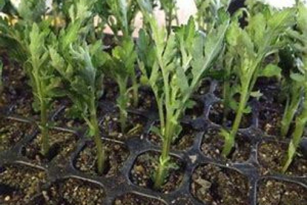 耕種農業 さしめ作業
